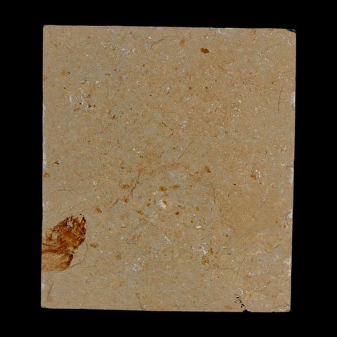 1.8" Fossil Shrimp Carpopenaeus Cretaceous Age 100 Mil Yrs Old Lebanon COA - Fossil Age Minerals