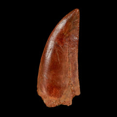 Abelisaur Fossils Teeth