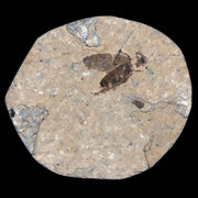 0.4" Detailed Fossil March Fly Insect Green River FM Uintah County UT Eocene Age