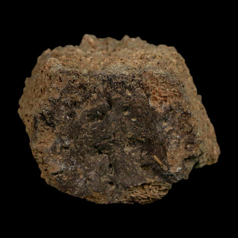 2.3" Glyptodon Fossil Osteoderm Scute Plate Bony Armor Pleistocene Uruguay COA - Fossil Age Minerals