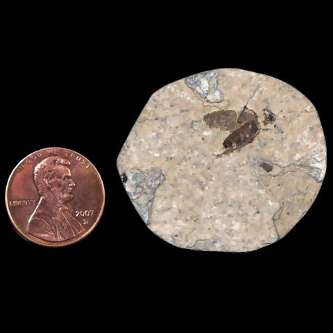 0.4" Detailed Fossil March Fly Insect Green River FM Uintah County UT Eocene Age - Fossil Age Minerals