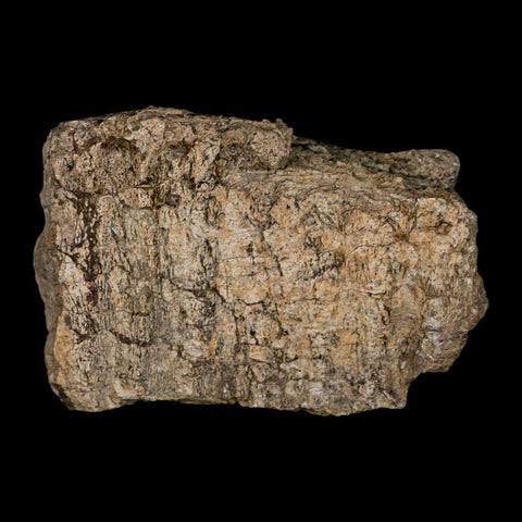2.7" Hypacrosaurus Dinosaur Fossil Jaw Section Bone Two Medicine FM Montana COA - Fossil Age Minerals
