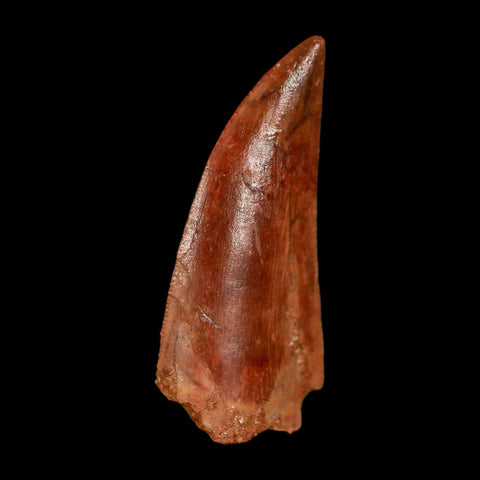 XL 1" Abelisaur Serrated Tooth Fossil Cretaceous Age Dinosaur Morocco COA, Display
