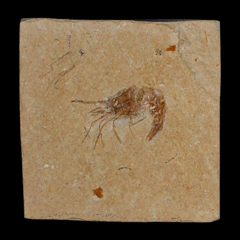 1.3" Fossil Shrimp Carpopenaeus Cretaceous Age 100 Mil Yrs Old Lebanon COA - Fossil Age Minerals