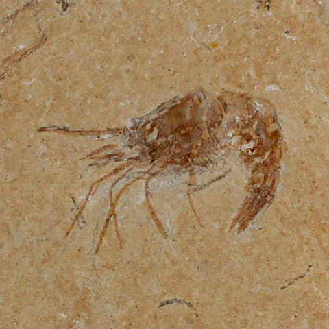 1.3" Fossil Shrimp Carpopenaeus Cretaceous Age 100 Mil Yrs Old Lebanon COA - Fossil Age Minerals