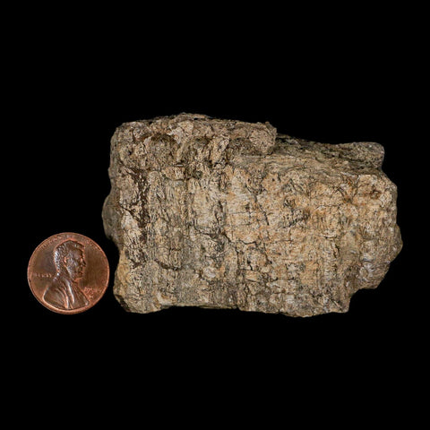 2.7" Hypacrosaurus Dinosaur Fossil Jaw Section Bone Two Medicine FM Montana COA - Fossil Age Minerals