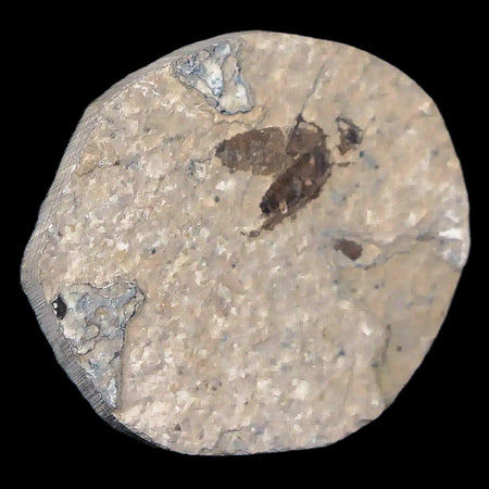 0.4" Detailed Fossil March Fly Insect Green River FM Uintah County UT Eocene Age