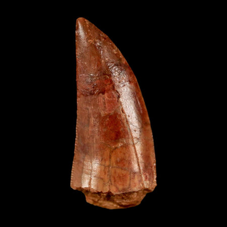 XL 1" Abelisaur Serrated Tooth Fossil Cretaceous Age Dinosaur Morocco COA, Display