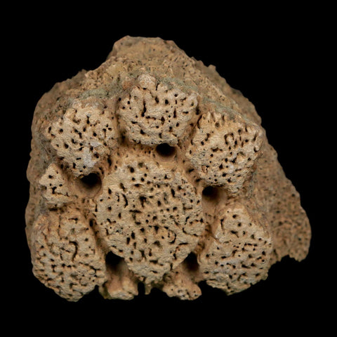 2.7" Glyptodon Fossil Osteoderm Scute Plate Bony Armor Pleistocene Uruguay COA - Fossil Age Minerals