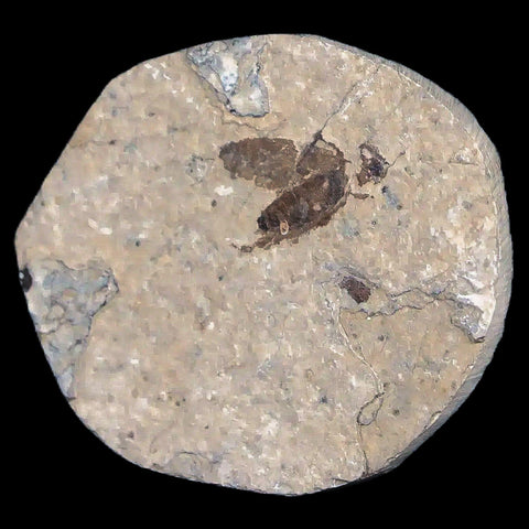 0.4" Detailed Fossil March Fly Insect Green River FM Uintah County UT Eocene Age - Fossil Age Minerals