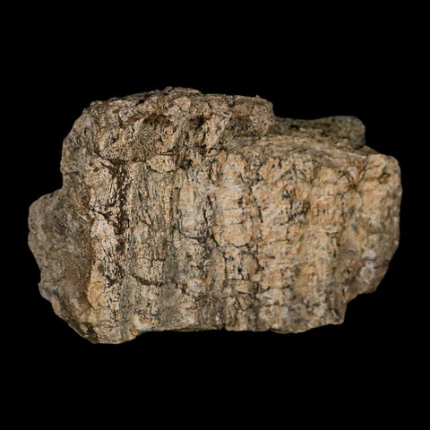 2.7" Hypacrosaurus Dinosaur Fossil Jaw Section Bone Two Medicine FM Montana COA - Fossil Age Minerals