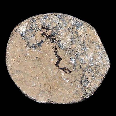 0.4" Detailed Fossil March Fly Insect Green River FM Uintah County UT Eocene Age - Fossil Age Minerals