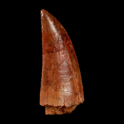 XL 1" Abelisaur Serrated Tooth Fossil Cretaceous Age Dinosaur Morocco COA, Display