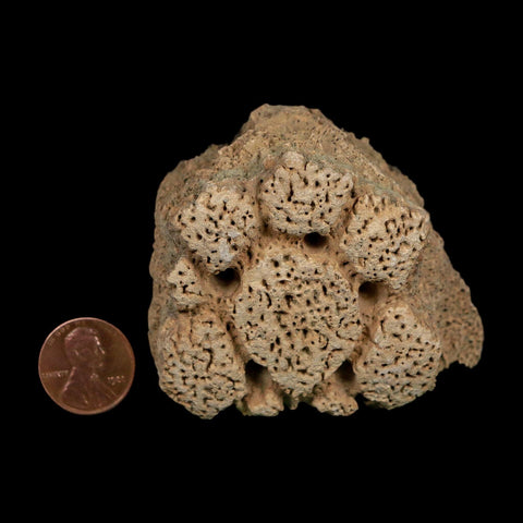 2.7" Glyptodon Fossil Osteoderm Scute Plate Bony Armor Pleistocene Uruguay COA - Fossil Age Minerals