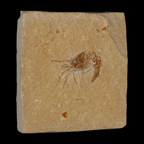 1.3" Fossil Shrimp Carpopenaeus Cretaceous Age 100 Mil Yrs Old Lebanon COA - Fossil Age Minerals