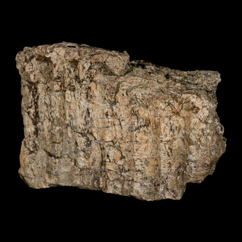2.7" Hypacrosaurus Dinosaur Fossil Jaw Section Bone Two Medicine FM Montana COA - Fossil Age Minerals