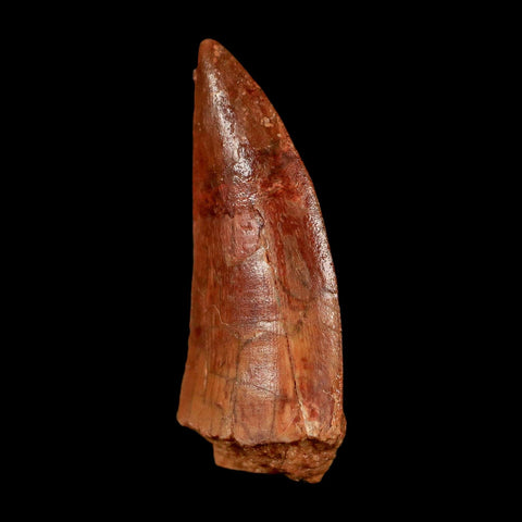 XL 1" Abelisaur Serrated Tooth Fossil Cretaceous Age Dinosaur Morocco COA, Display