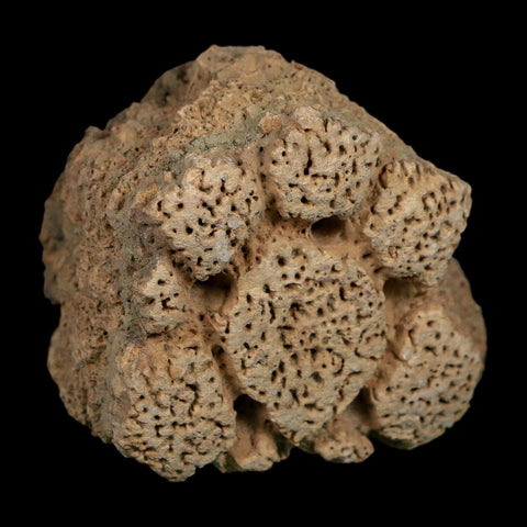 2.7" Glyptodon Fossil Osteoderm Scute Plate Bony Armor Pleistocene Uruguay COA - Fossil Age Minerals