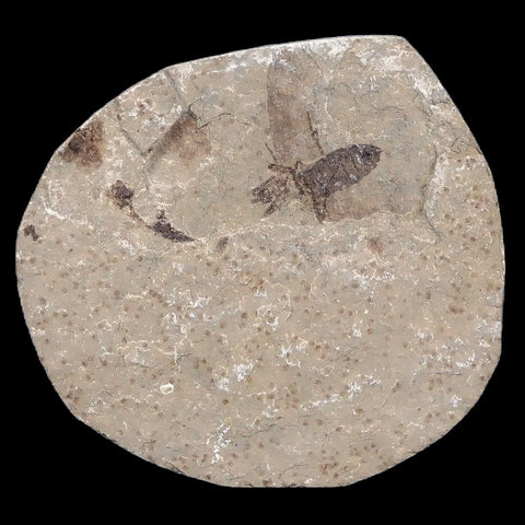 0.5 Detailed Fossil March Fly Insect Green River FM Uintah County UT Eocene Age - Fossil Age Minerals