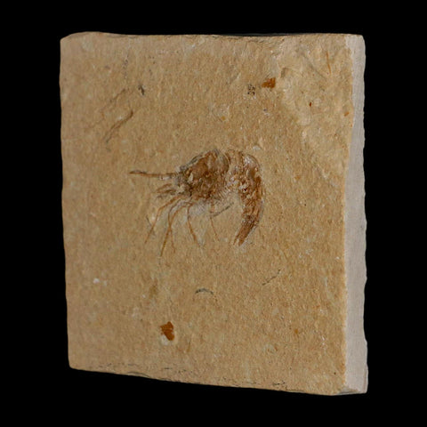 1.3" Fossil Shrimp Carpopenaeus Cretaceous Age 100 Mil Yrs Old Lebanon COA - Fossil Age Minerals
