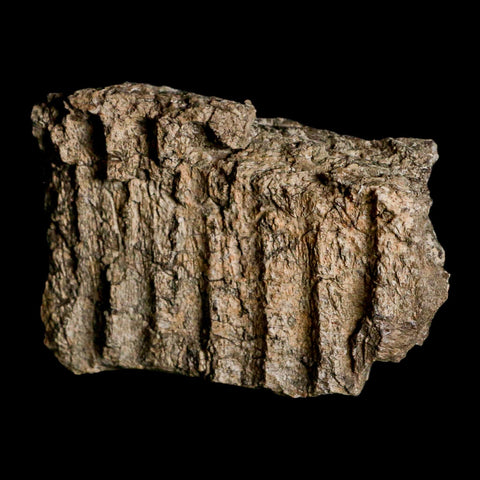 2.7" Hypacrosaurus Dinosaur Fossil Jaw Section Bone Two Medicine FM Montana COA - Fossil Age Minerals