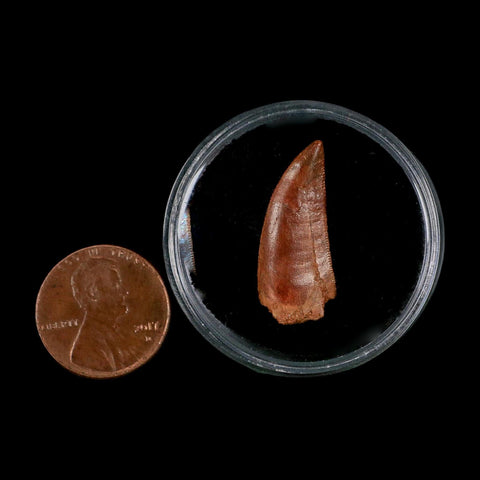 XL 1" Abelisaur Serrated Tooth Fossil Cretaceous Age Dinosaur Morocco COA, Display