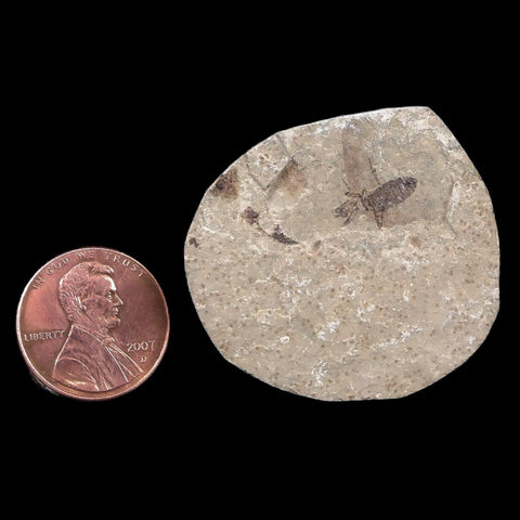 0.5" Detailed Fossil March Fly Insect Green River FM Uintah County UT Eocene Age - Fossil Age Minerals
