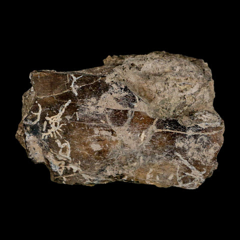 2.7" Hypacrosaurus Dinosaur Fossil Jaw Section Bone Two Medicine FM Montana COA - Fossil Age Minerals