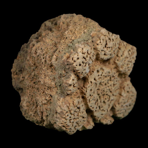 2.7" Glyptodon Fossil Osteoderm Scute Plate Bony Armor Pleistocene Uruguay COA - Fossil Age Minerals