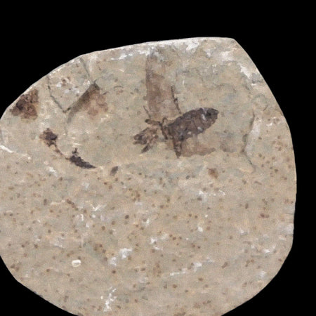 0.5" Detailed Fossil March Fly Insect Green River FM Uintah County UT Eocene Age