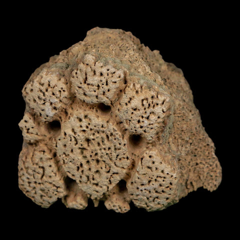 2.7" Glyptodon Fossil Osteoderm Scute Plate Bony Armor Pleistocene Uruguay COA - Fossil Age Minerals