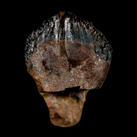 0.6" Triceratops Fossil Tooth Hell Creek FM Cretaceous Dinosaur Montana COA Display