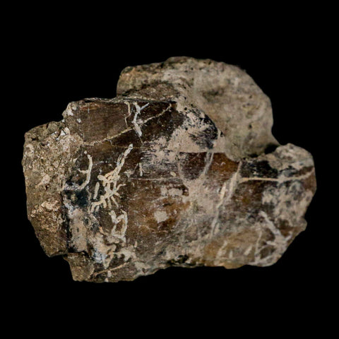 2.7" Hypacrosaurus Dinosaur Fossil Jaw Section Bone Two Medicine FM Montana COA - Fossil Age Minerals