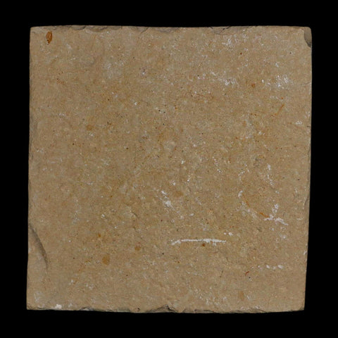 1.3" Fossil Shrimp Carpopenaeus Cretaceous Age 100 Mil Yrs Old Lebanon COA - Fossil Age Minerals