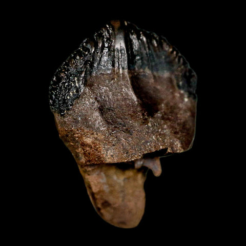 0.6" Triceratops Fossil Tooth Hell Creek FM Cretaceous Dinosaur Montana COA Display
