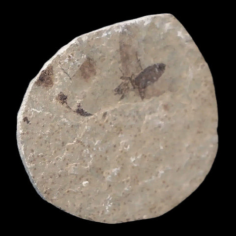 0.5" Detailed Fossil March Fly Insect Green River FM Uintah County UT Eocene Age - Fossil Age Minerals