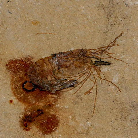 1.4" Fossil Shrimp Carpopenaeus Cretaceous Age 100 Mil Yrs Old Lebanon COA - Fossil Age Minerals