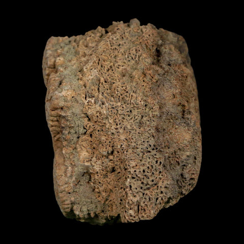 2.7" Glyptodon Fossil Osteoderm Scute Plate Bony Armor Pleistocene Uruguay COA - Fossil Age Minerals