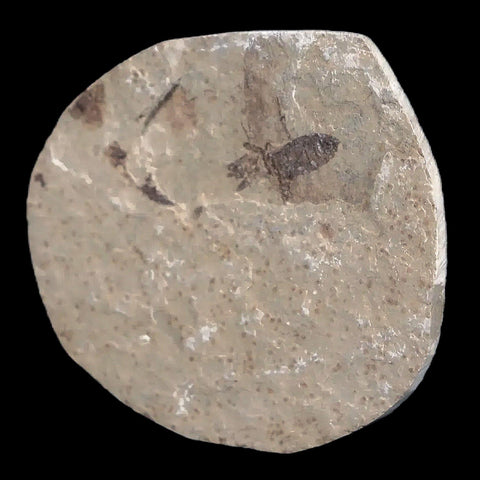 0.5" Detailed Fossil March Fly Insect Green River FM Uintah County UT Eocene Age - Fossil Age Minerals