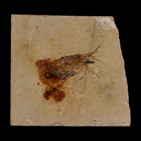 1.4" Fossil Shrimp Carpopenaeus Cretaceous Age 100 Mil Yrs Old Lebanon COA - Fossil Age Minerals