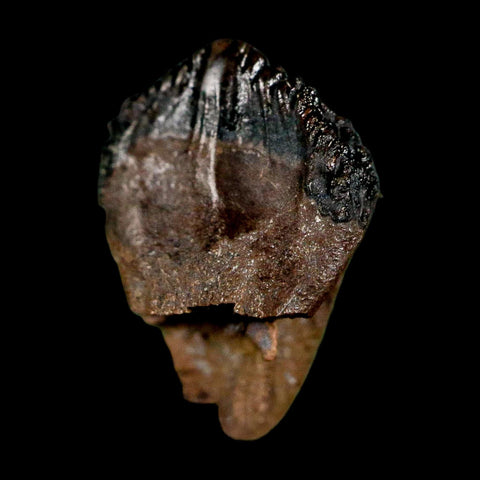 0.6" Triceratops Fossil Tooth Hell Creek FM Cretaceous Dinosaur Montana COA Display