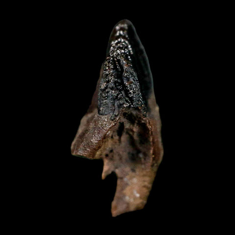 0.6" Triceratops Fossil Tooth Hell Creek FM Cretaceous Dinosaur Montana COA Display