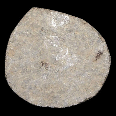 0.5" Detailed Fossil March Fly Insect Green River FM Uintah County UT Eocene Age - Fossil Age Minerals