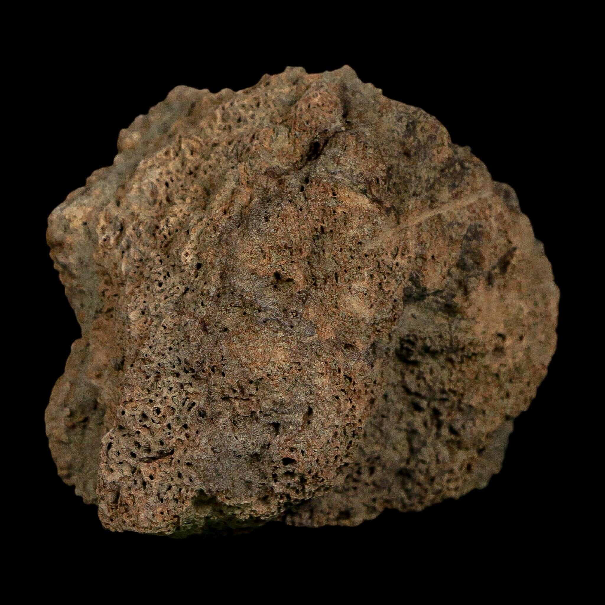 2.7" Glyptodon Fossil Osteoderm Scute Plate Bony Armor Pleistocene Uruguay COA - Fossil Age Minerals