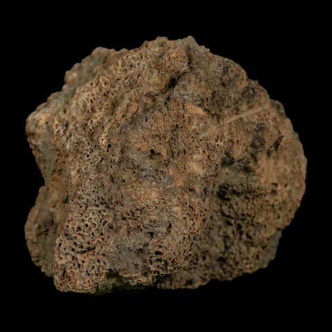 2.7" Glyptodon Fossil Osteoderm Scute Plate Bony Armor Pleistocene Uruguay COA - Fossil Age Minerals