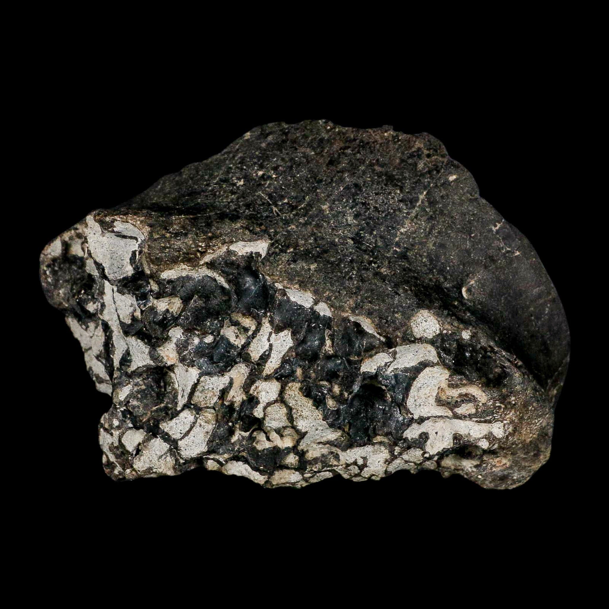 3.6" Gorgosaurus Tyrannosaur Dinosaur Fossil Bone Two Medicine FM Montana COA - Fossil Age Minerals