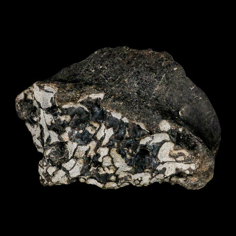 3.6" Gorgosaurus Tyrannosaur Dinosaur Fossil Bone Two Medicine FM Montana COA - Fossil Age Minerals