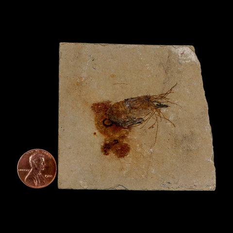 1.4" Fossil Shrimp Carpopenaeus Cretaceous Age 100 Mil Yrs Old Lebanon COA - Fossil Age Minerals