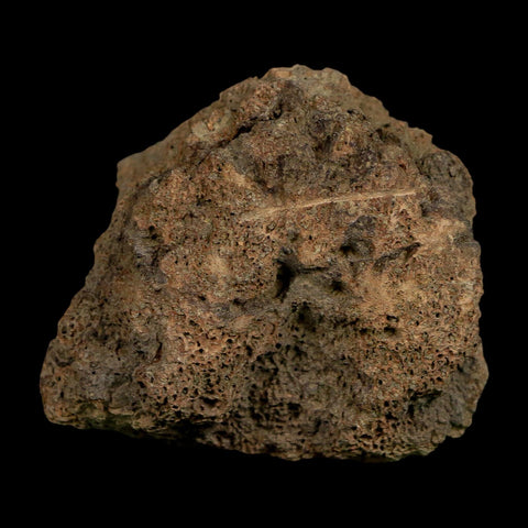 2.7" Glyptodon Fossil Osteoderm Scute Plate Bony Armor Pleistocene Uruguay COA - Fossil Age Minerals