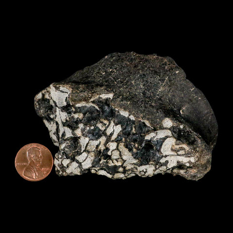 3.6" Gorgosaurus Tyrannosaur Dinosaur Fossil Bone Two Medicine FM Montana COA - Fossil Age Minerals